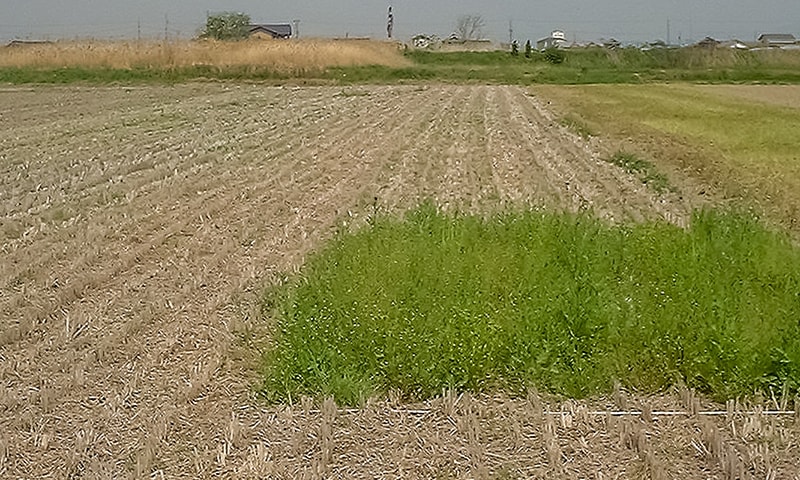 水稲刈取跡の除草